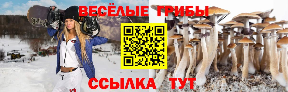 Галлюциногенные грибы Psilocybe Дальнегорск